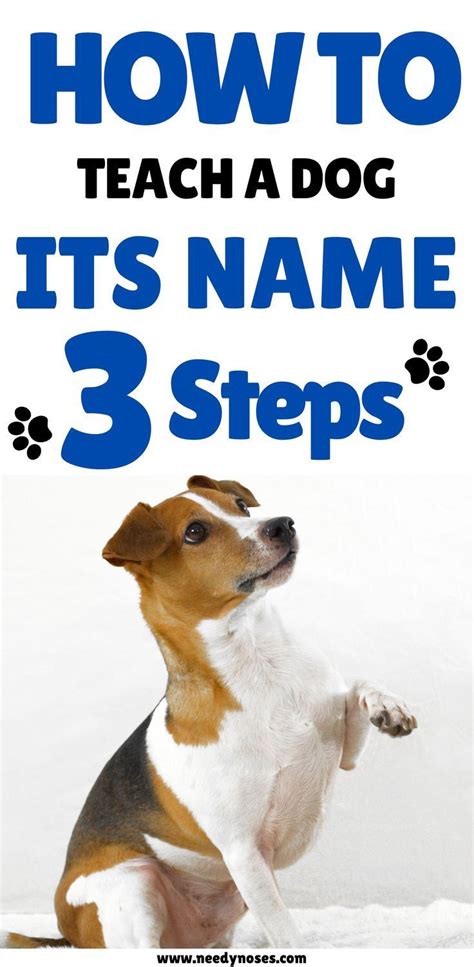 How To Teach A Dog Its Name In 3 Steps Dog Training Obedience Puppy