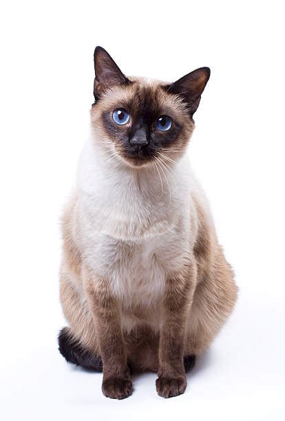 Royalty Free Siamese Cat Pictures Images And Stock Photos Istock
