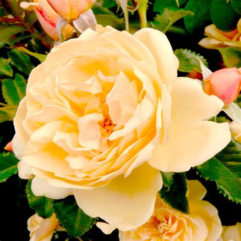 When you are ready to use them for your wedding bouquets, and centerpieces remove the external petals or the guard petals from the roses which might be slightly damaged because of packaging and delivery. Rose Plant - Susie - All Flower Plants - Flower Plants ...