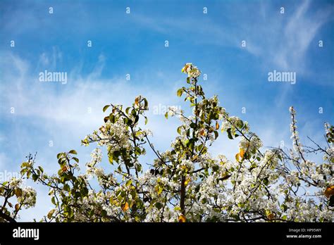 Springtime In San Diegocalifornia Stock Photo Alamy