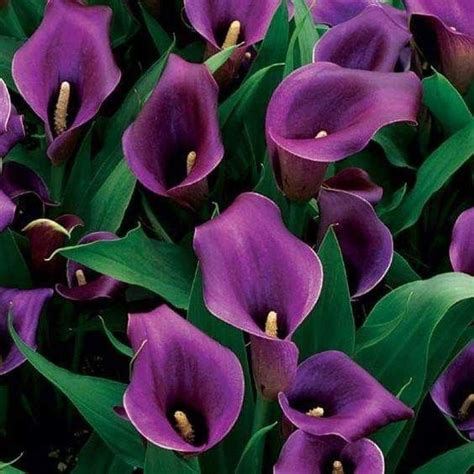 Pin By Christine Dollar On Purple Passion Lily Seeds Calla Lily Calla