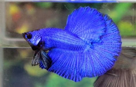 Mempunya ciri tubuh yang bulat pipih dengan sirip. Ikan Koi Biru - Hobi Mancing