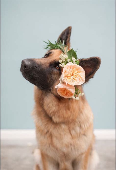 Maybe you would like to learn more about one of these? Animals + Flowers - Flirty Fleurs The Florist Blog ...