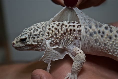Thinking about getting a leopard gecko? Leopard Gecko Shedding - ClubFauna