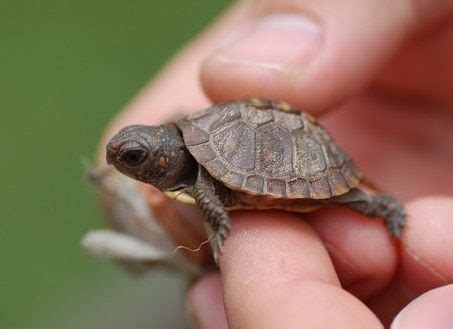 Turtles That Stay Small Finding The Perfect Pet Turtle