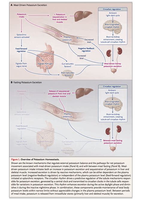 Potassium Excretion Kidney Kidney Failure Disease