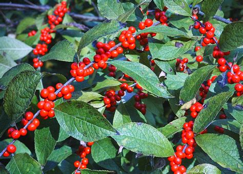 Holly Shrub With Red Berries
