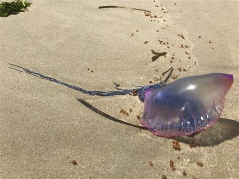 The Vineyard Gazette Marthas Vineyard News Dangerous Jellyfish