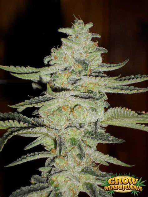 Cotton Candy Kush Seeds Strain Review Grow