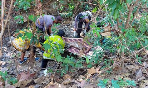Blora Gempar Mayat Perempuan Tanpa Busana Ditemukan Membusuk Di Hutan