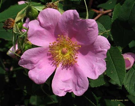 The flowers and peapod shaped fruits are edible when young and tender. Native Shrubs for Southern New England - great list ...