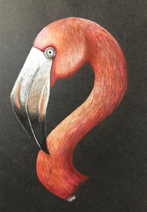 Flamingo - Colored Pencil , in Colored Pencil Drawings, Available Pieces