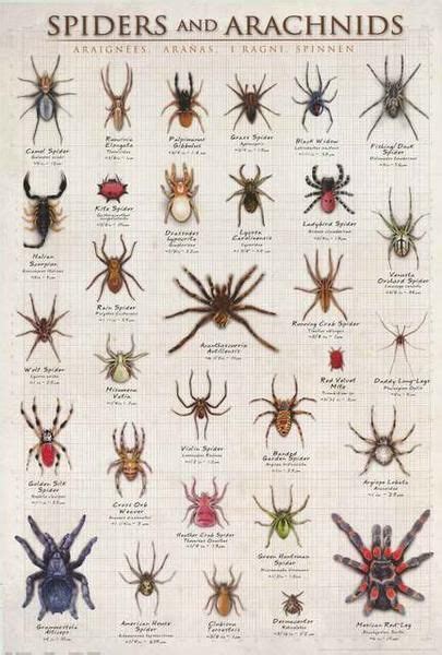 Spiders And Arachnids Infographic Poster 24x36 Arachnids Spider