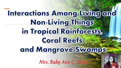Interactions Among Living And Non Living Things In Tropical Rainforests