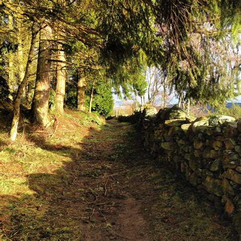 A Stone Wall And Tree Lined Path In The Woods