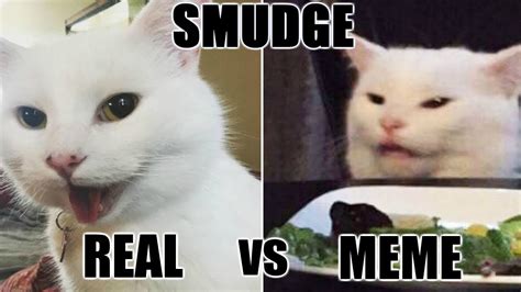 Smudge The Cat And His Owner Give Us The Full Scoop On How He Became An