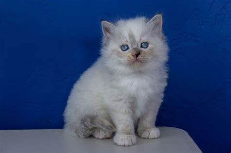 Show only breeds available for adoption near me. Ragdoll Kittens for Sale Near Me in 2020 (With images ...