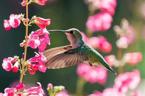 Top 10 Flowers That Hummingbirds Love With Pictures