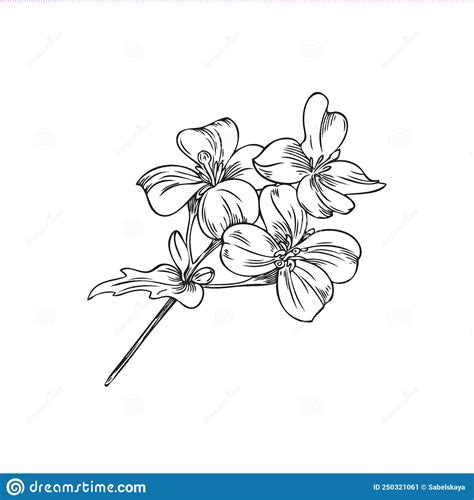 Hand Drawn Monochrome Mustard Flowers On Stem With Leaf Sketch Style