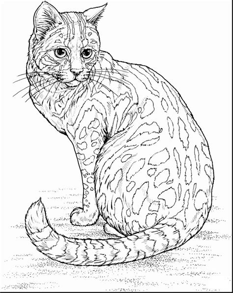 Kumpulan Gambar Sketsa Kucing Hewan Peliharaan Lucu Dan Populer