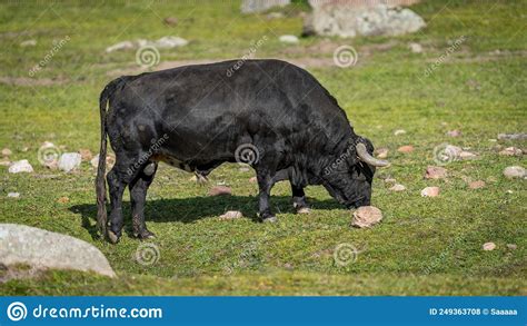 Bull From Profile Stock Photography 128857706