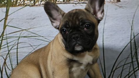 We have passionately bred and given out puppies to many homes around the world at we aim not to make profit from the sale of our puppies but for the satisfaction and happy testimonies of every home that gets a puppy from us. French Bulldog Puppies For Adoption Near Me
