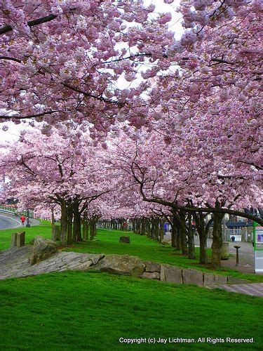 Many are managed by portland parks & recreation (pp&r). 53 best Cherry Trees images on Pinterest | Flowering trees ...