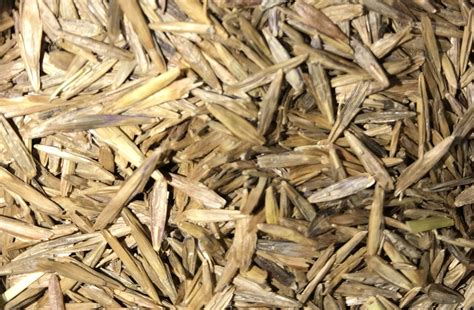 Meadow Bromegrass Vs Smooth Bromegrass — Cisco Farm Seed