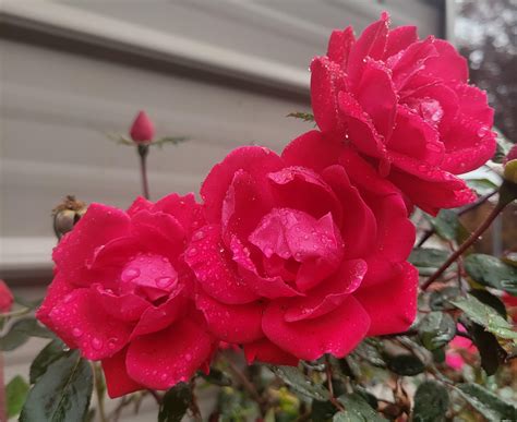 Fall Roses Rroses