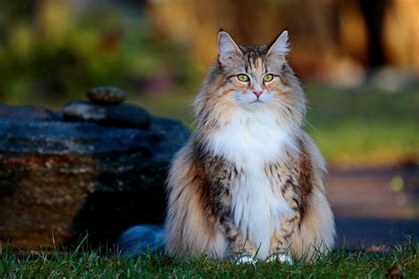 Norwegian Forest Cat Breed Information Breed Profile Confident Cats