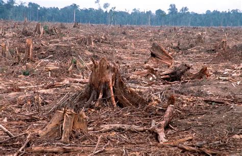 Deforestation In India Wrytin