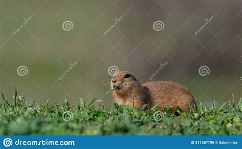 Ground Squirrel Spermophilus Pygmaeus Eats Grass In The Meadow Stock