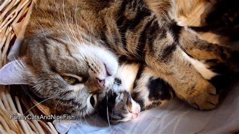 Mom Cat Coco Hugs Cute Meowing Kittens YouTube