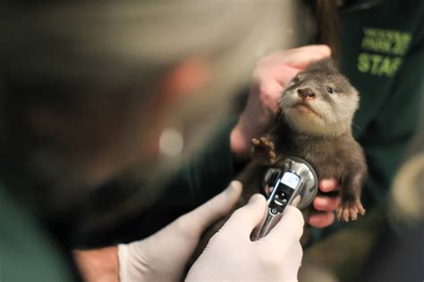 Woodland Park Zoos Otter Pups Pass First Vet Exam Zooborns