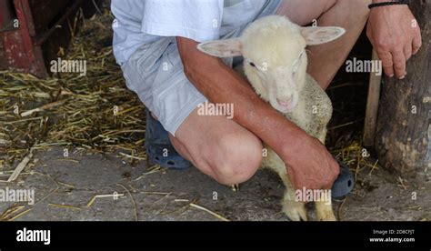 Man Holding Lamb Hi Res Stock Photography And Images Alamy