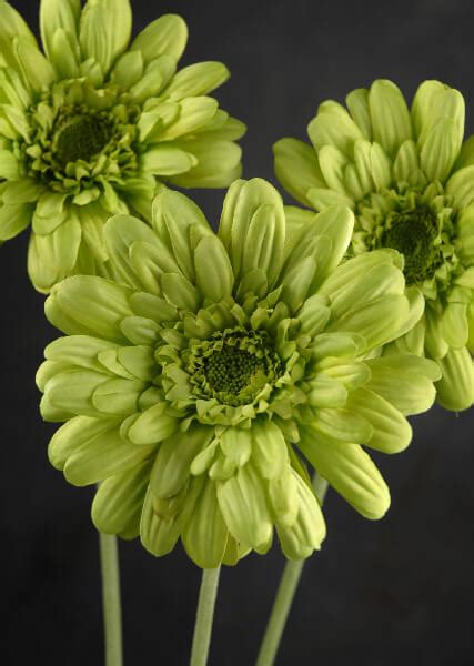 Gerbera Daisy Bouquet Green