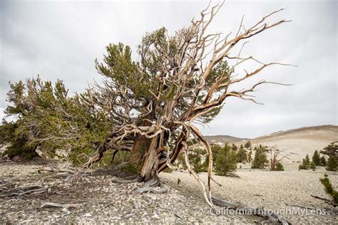 Ancient Bristlecone Forest Patriarch Grove And The Largest