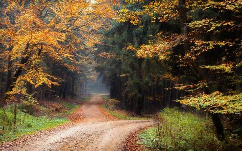 Wallpaper 1230x768 Px Dirt Road Fall Forest Landscape Leaves