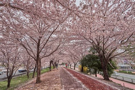 Bagi penggemar drama korea, pasti sering dengar. 16+ Gambar Bunga Sakura Di Korea Selatan - Galeri Bunga HD