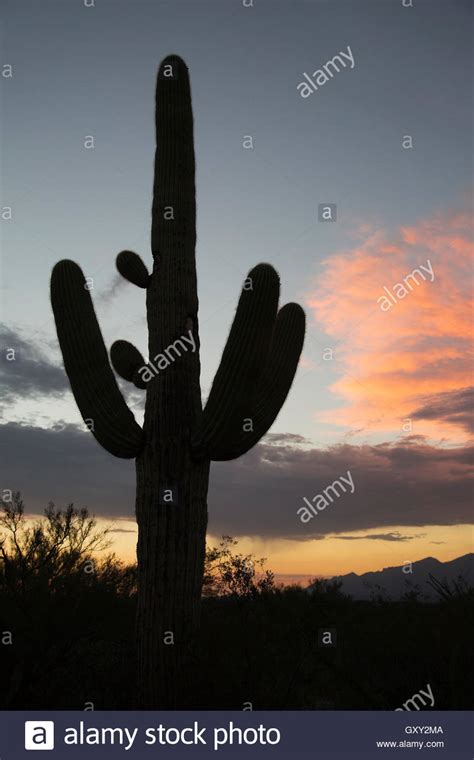 Saguaro Cactus Silhouette Carnegiea Gigantea Stock Photo Alamy