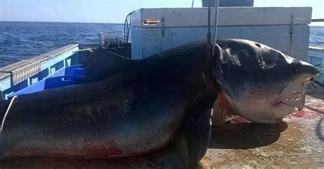 Giant Tiger Shark Caught In Australia Is Confusing The Entire Internet