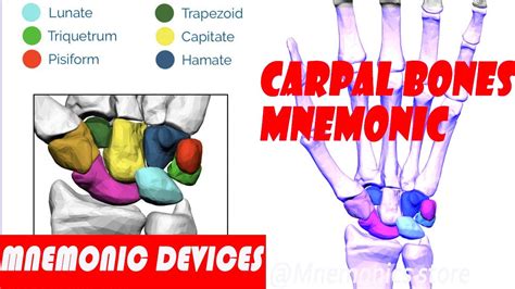 Mnemonics For The Carpal Bonesanatomy Youtube