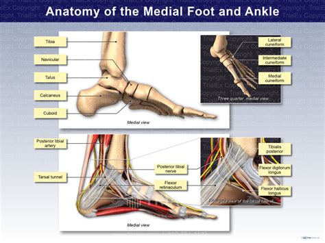 Anatomy Of The Medial Foot And Ankle Trialexhibits Inc