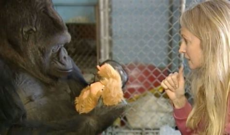 Koko And Her “signing” Doll The Gorilla Foundation