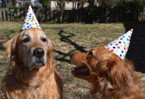 A Paws Barkery Dog Birthday Party