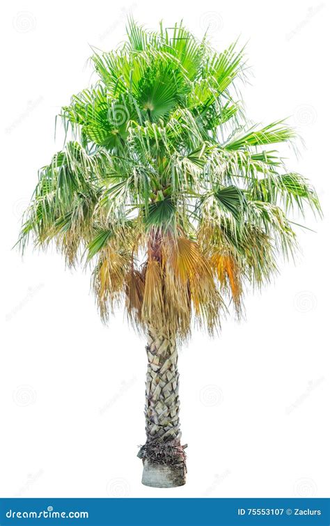 Palm Tree Washingtonia Filifera Isolated Stock Image Image Of White
