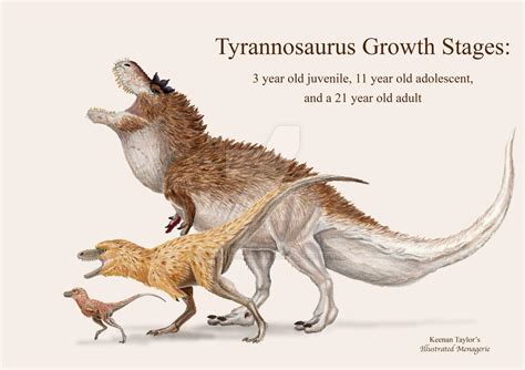 Tyrannosaurus Growth Stages By Illustratedmenagerie On Deviantart