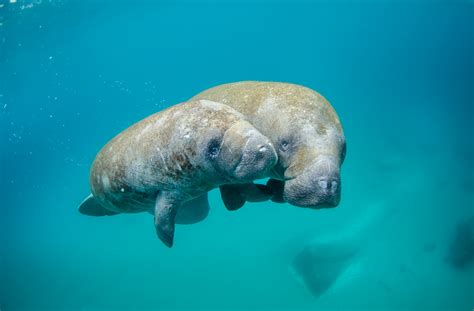 West Indian Manatees ~ Marinebio Conservation Society