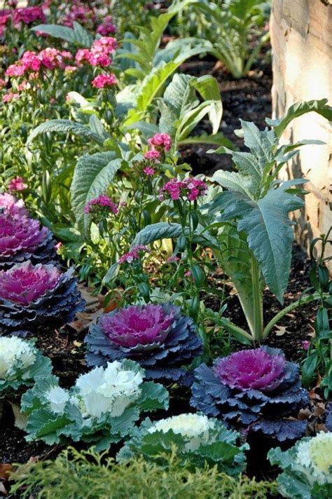 Plant Ornamental Cabbage And Kale To Replace Frost Bitten Annuals