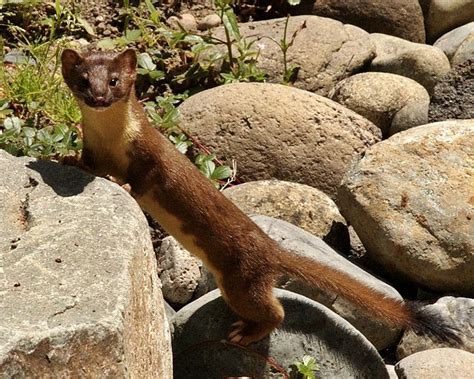 Long Tailed Weasel Mustela Frenata Natureworks